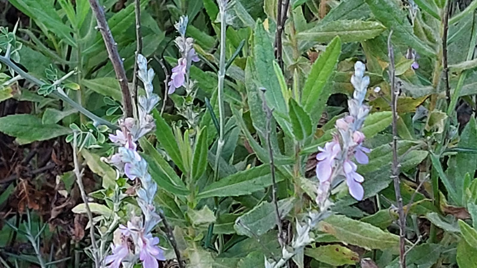 13042193-IMG-20230623-WA0034