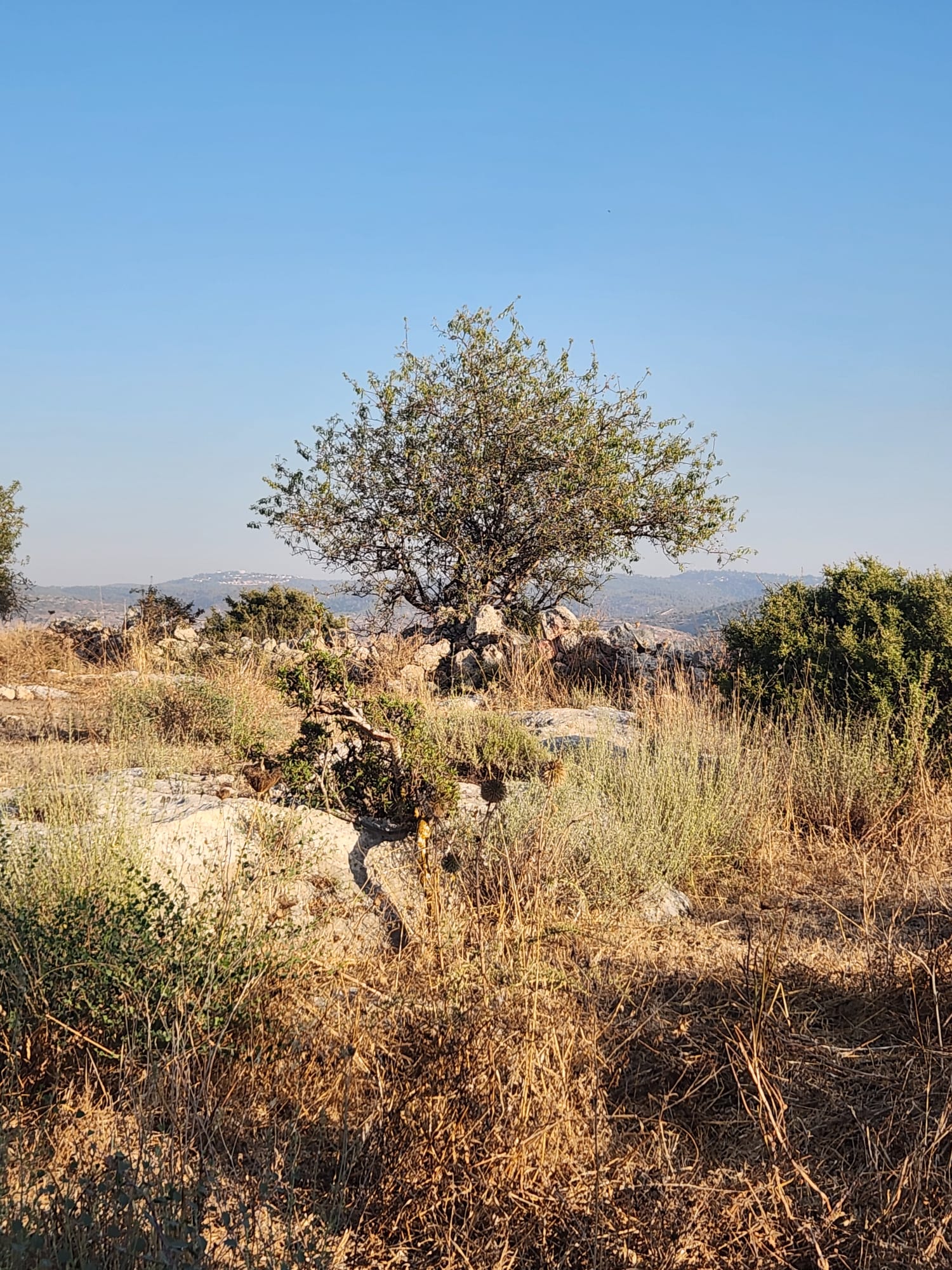 19921639-IMG-20240709-WA0036