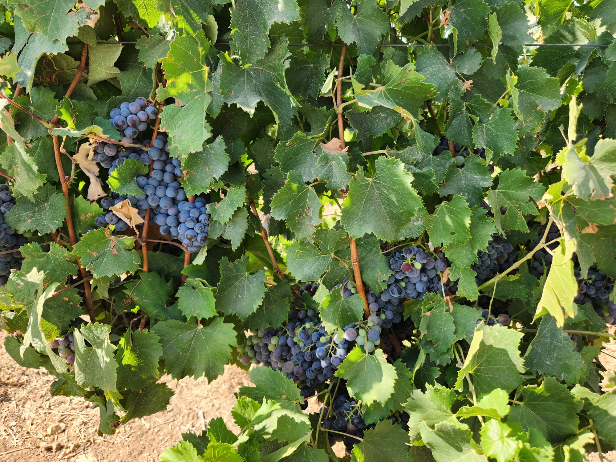 53a9a86a-IMG-20240709-WA0006