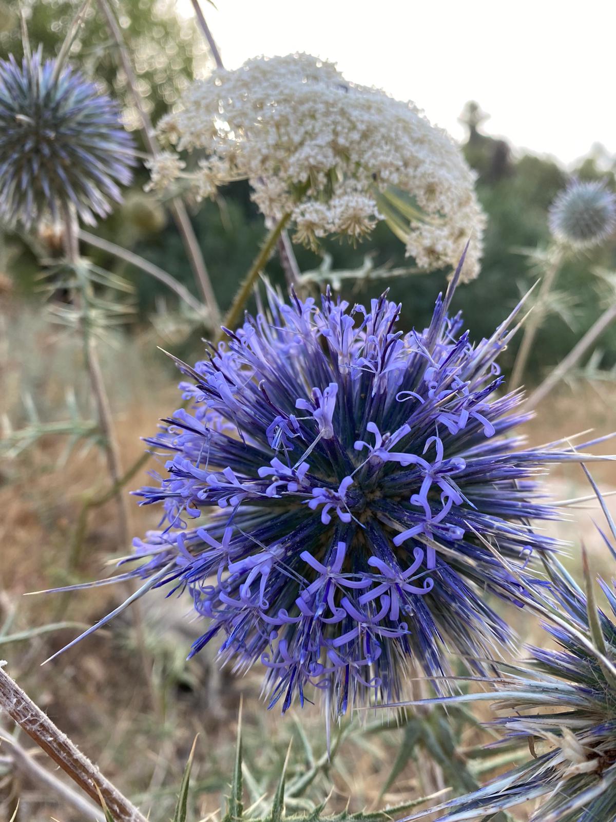 a0551484-IMG-20210613-WA0032