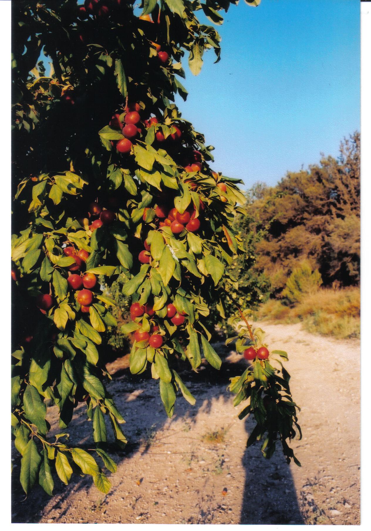 b90d7c09-%D7%A0%D7%97%D7%9C%20%D7%A0%D7%97%D7%A9%D7%95%D7%9F%20%20%D7%9E%D7%9E%D7%A0%D7%96%D7%A8%20%D7%9C%D7%98%D7%A8%D7%95%D7%9F%20%D7%95%D7%A2%D7%93%20%D7%A2%D7%99%D7%9F%20%D7%97%D7%99%D7%9C%D7%95%20014